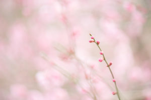 ピンクの梅のつぼみ