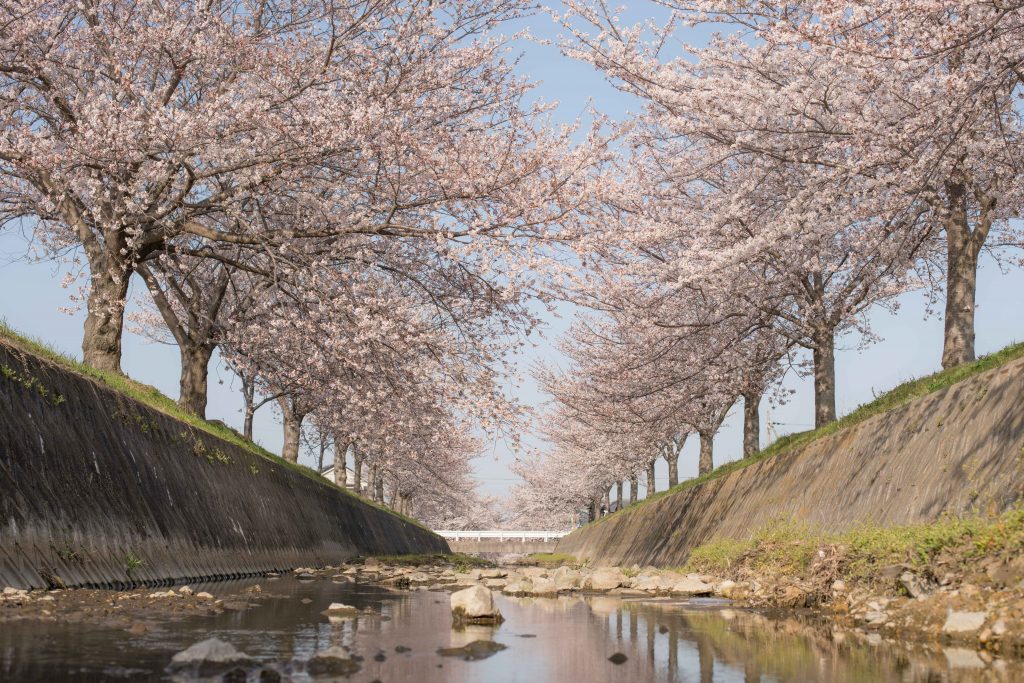 曇川の桜3