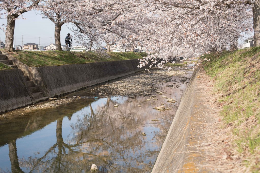 曇川の桜5