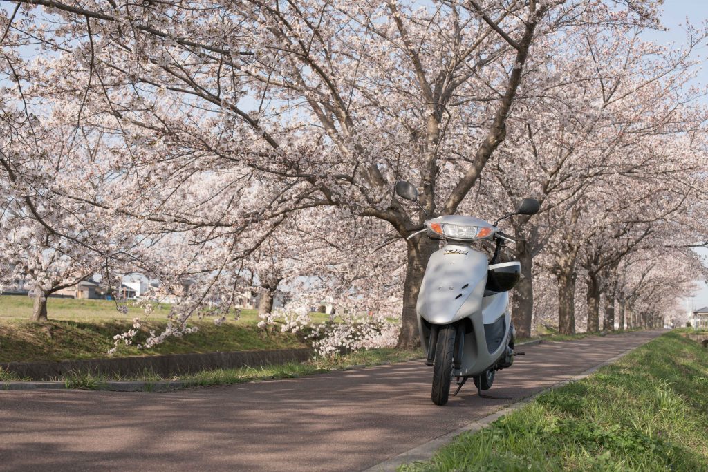 曇川の桜とバイク