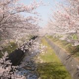 曇川の桜8
