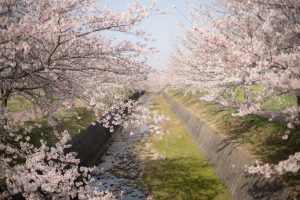 曇川の桜8