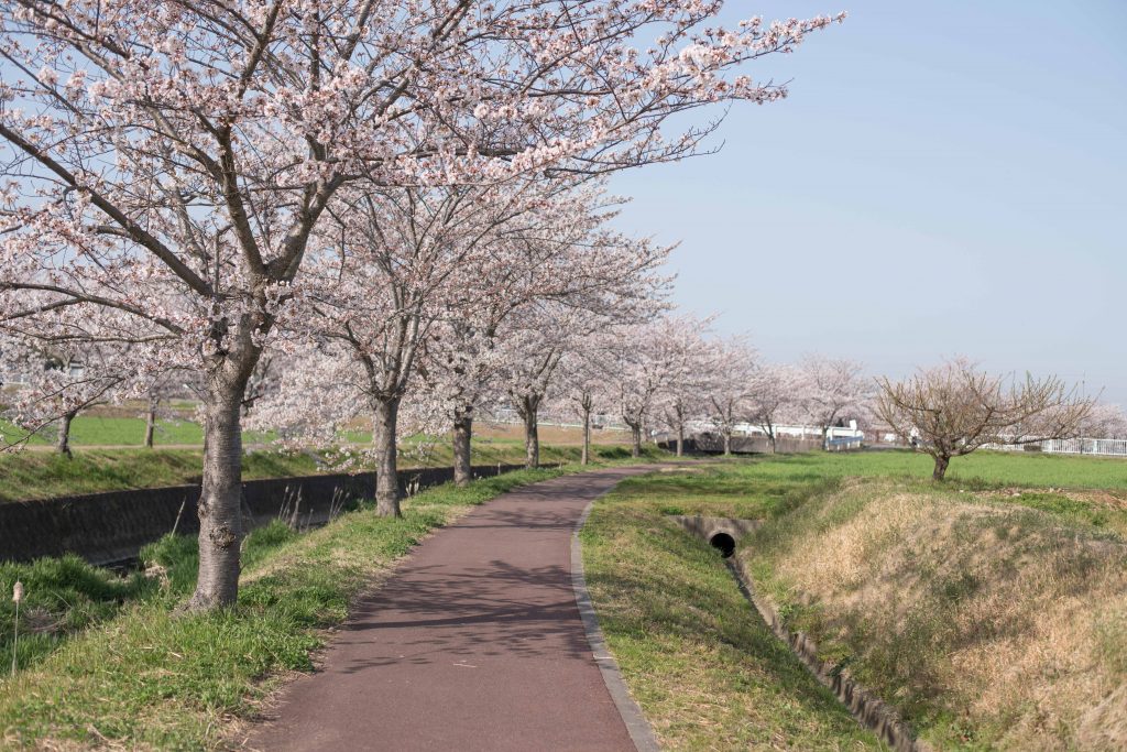 曇川の桜10