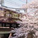 阪神電車と桜リフレバージョン