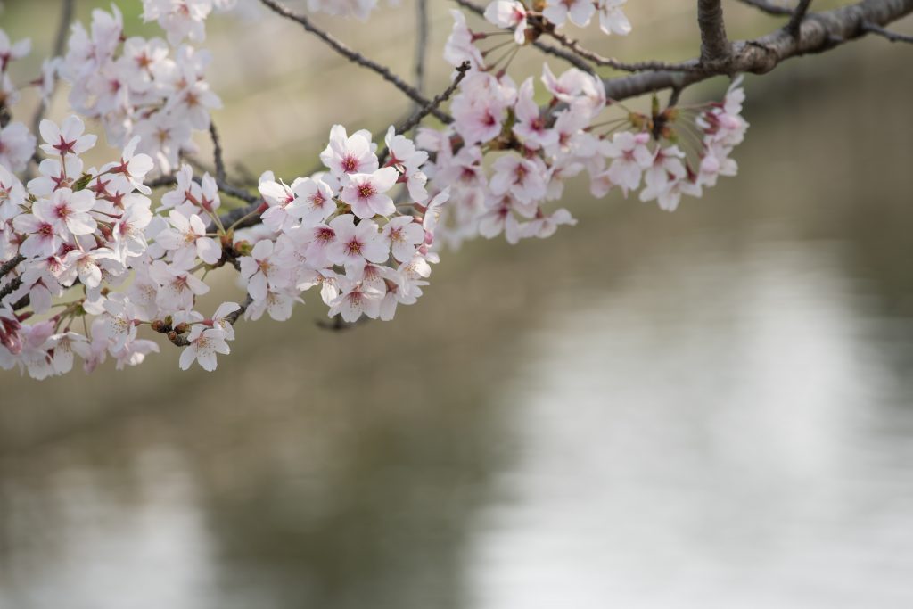 姫路城堀の桜