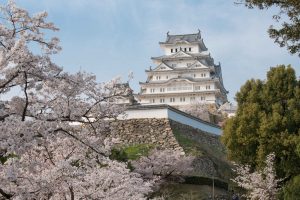 姫路城と桜