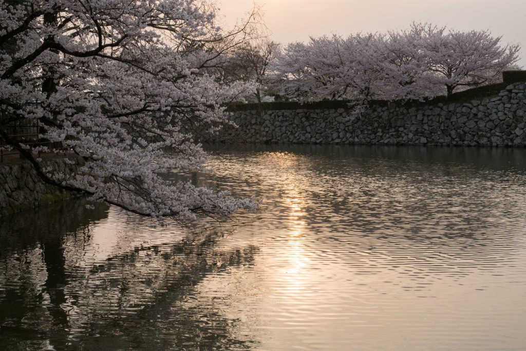 夕日と桜2