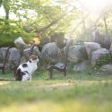 千光寺公園の猫