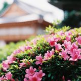 高槻ジャズストリート