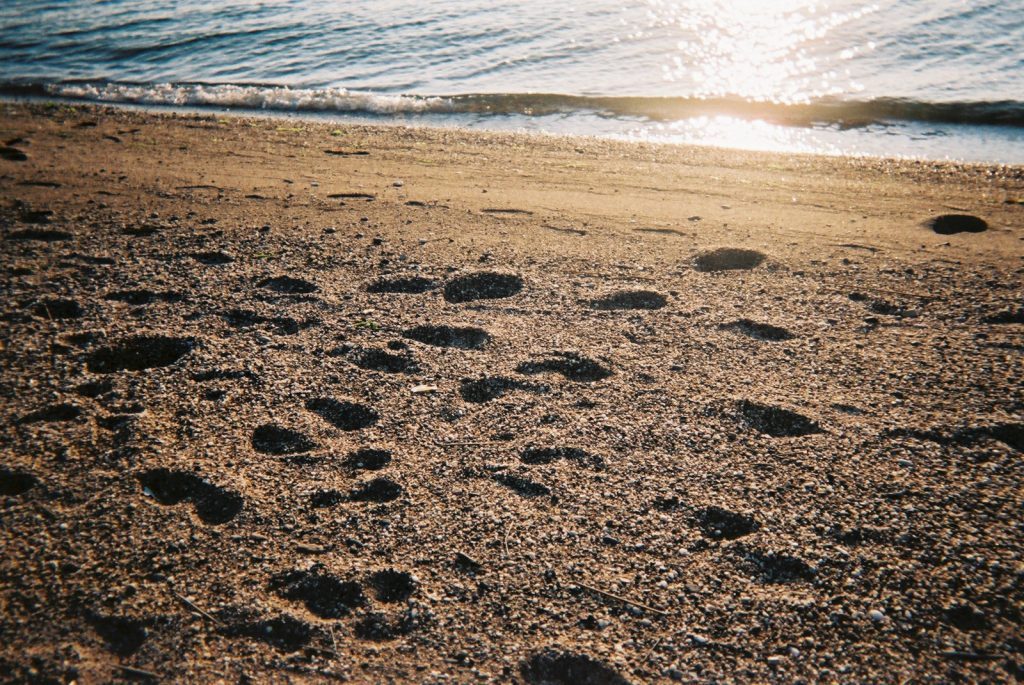 淡路島砂浜の足跡