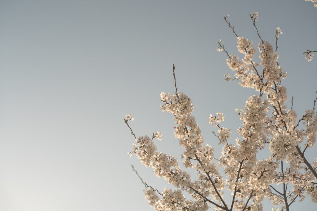 早朝の桜
