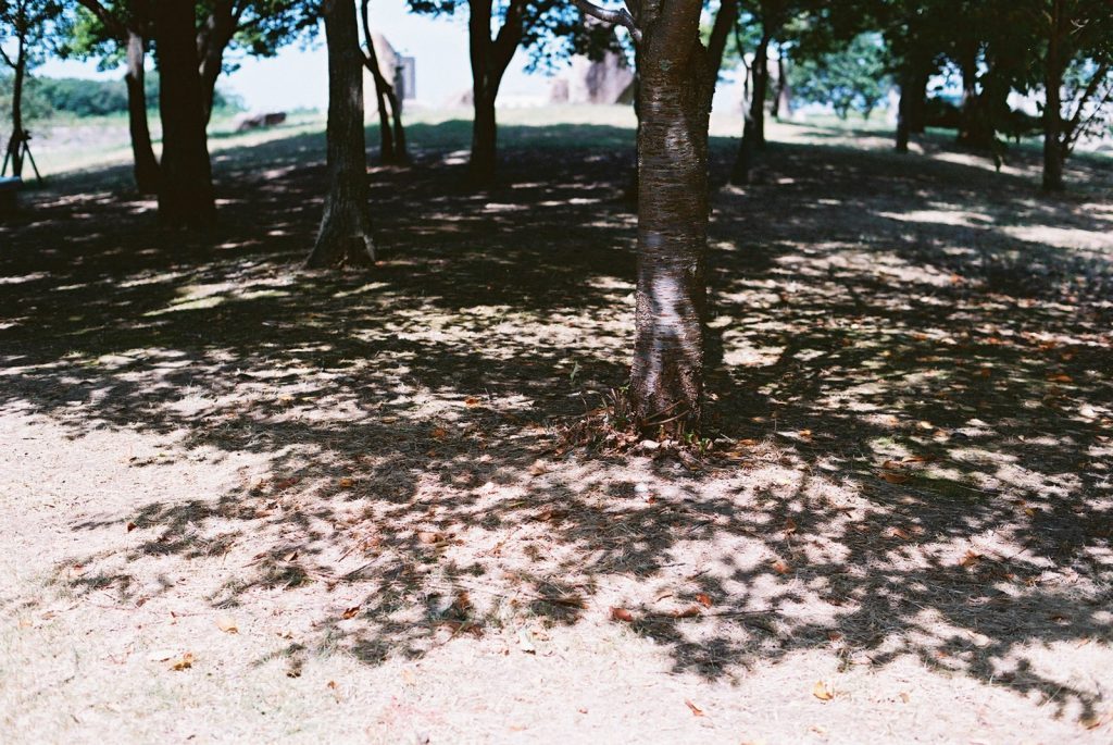 木の影
