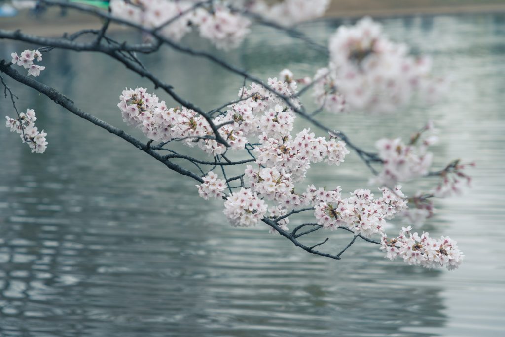 池と桜