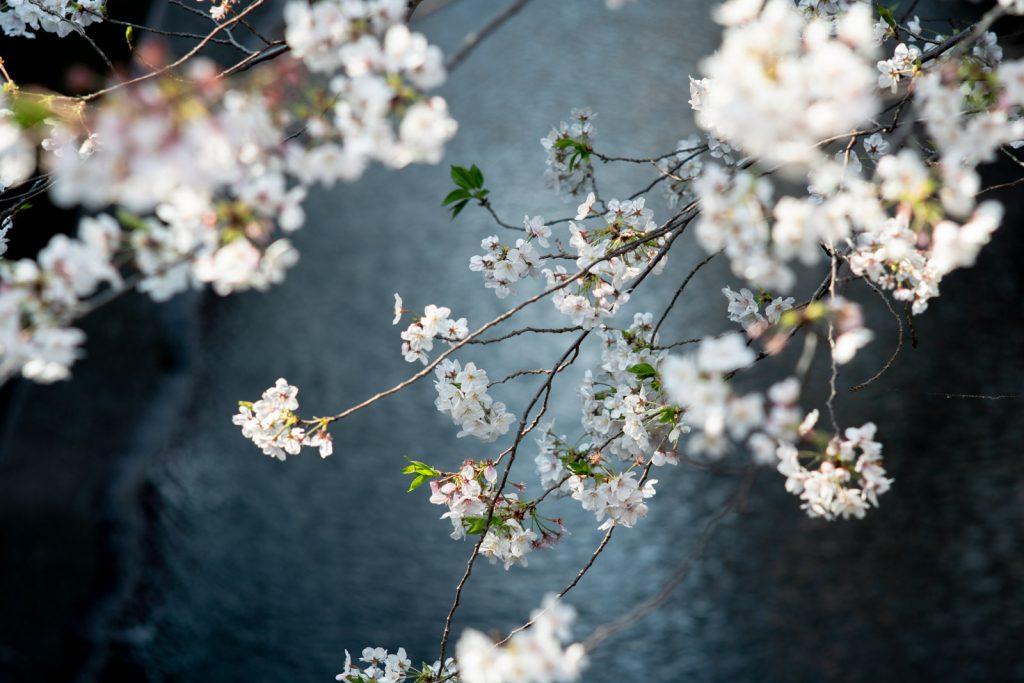 目黒川と桜