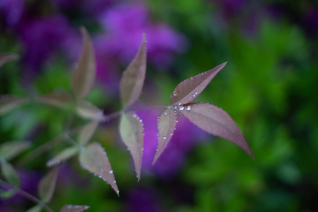 雨に濡れた植物